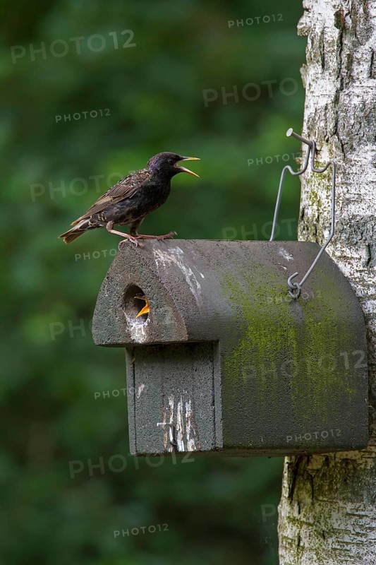 Common starling