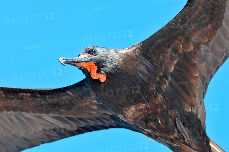 Magnificent Frigatebird