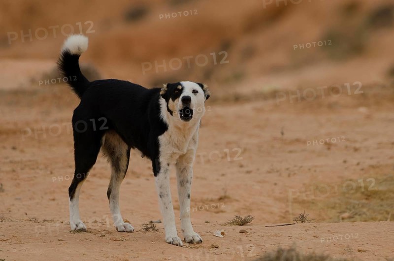 Dog