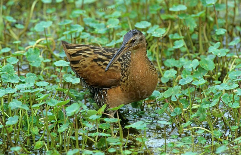 King Rail
