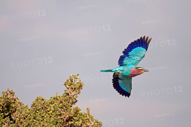Lilac breasted roller