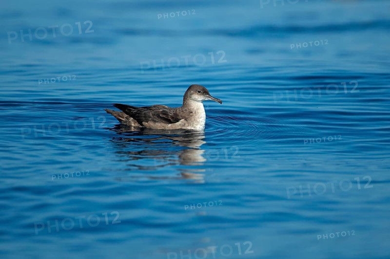 Balearic Shearwater