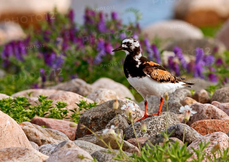 Ruddy ruddy turnstone