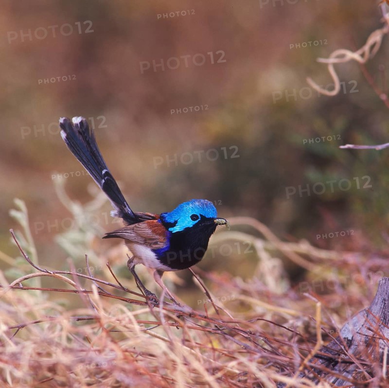 White-bellied baton