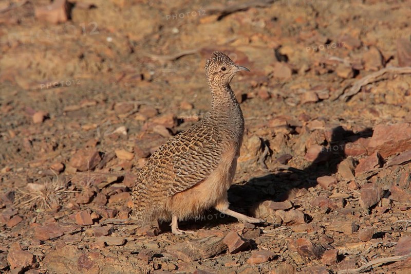 Ornate Tinamou