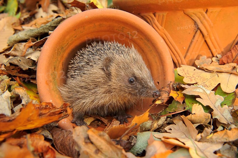 European Hedgehog