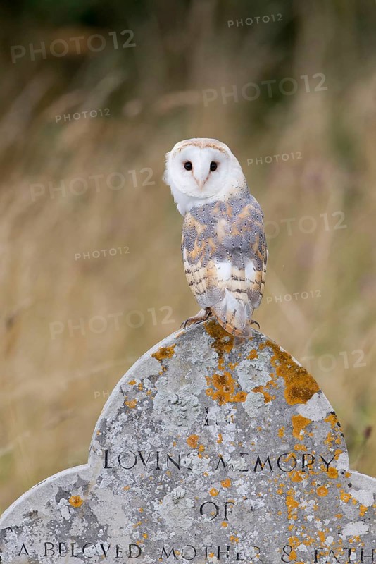 Barn Owl