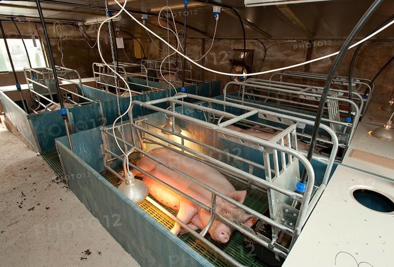 Pig farming