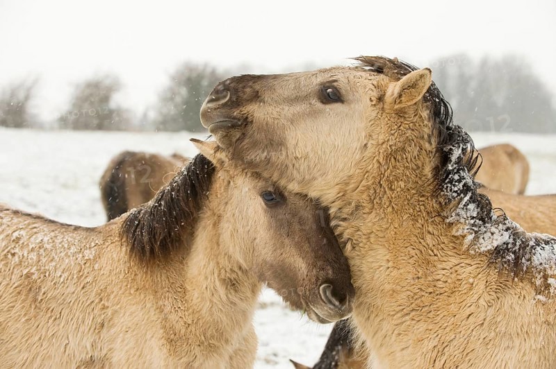 Konik horse