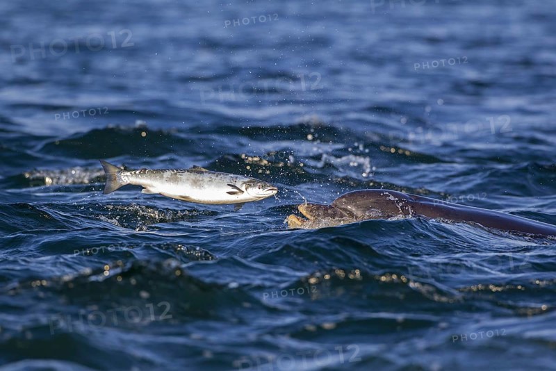 Bottlenose dolphin