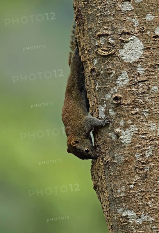 Adult grey-bellied squirrel