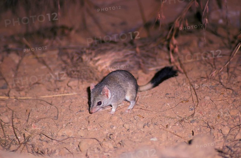 Double crested pouch mouse