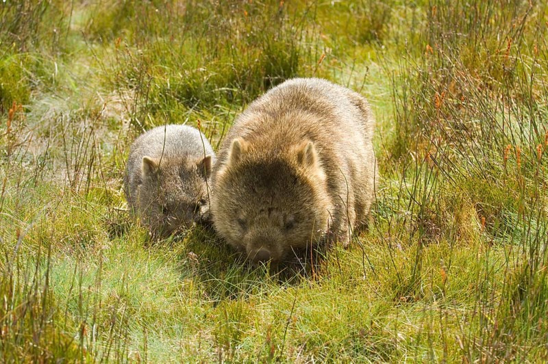 Naked-nosed wombat