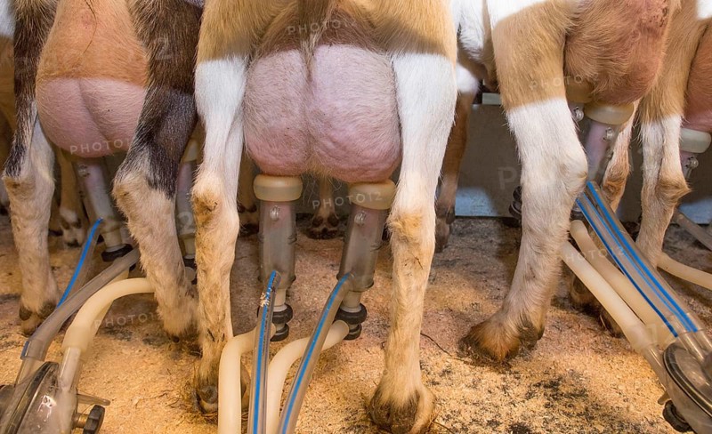Domestic goat