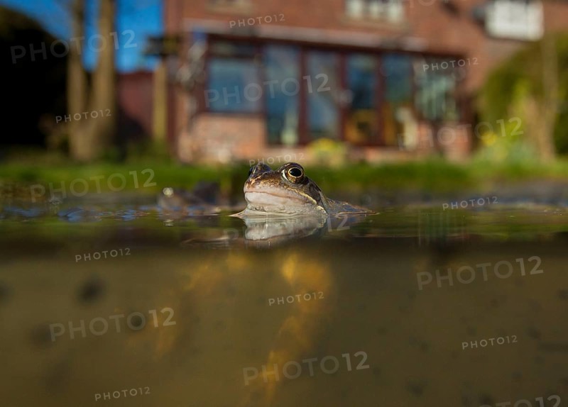Common Frog