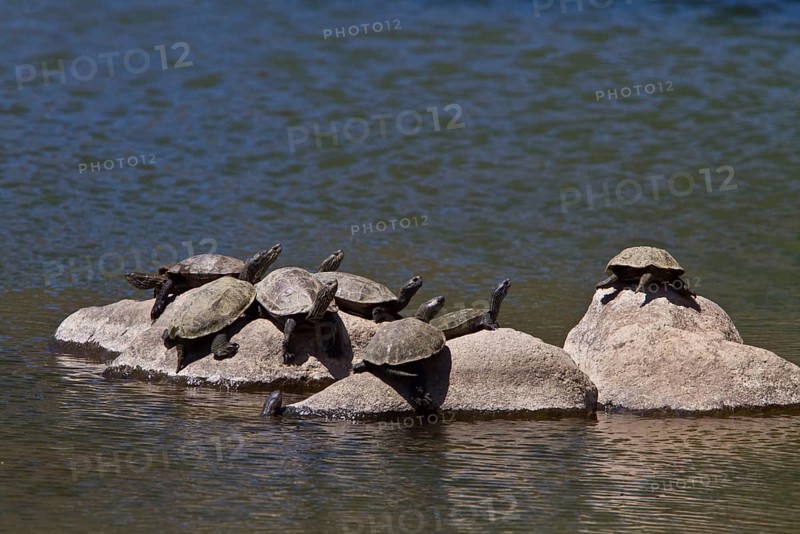 Caspian stream turtle