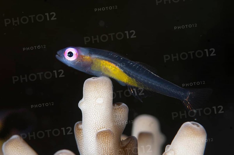 Redeye Hovering Goby
