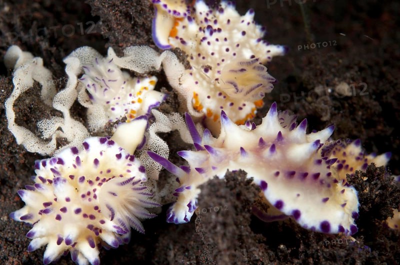 Multi-pustuled Mexichromis Nudibranch