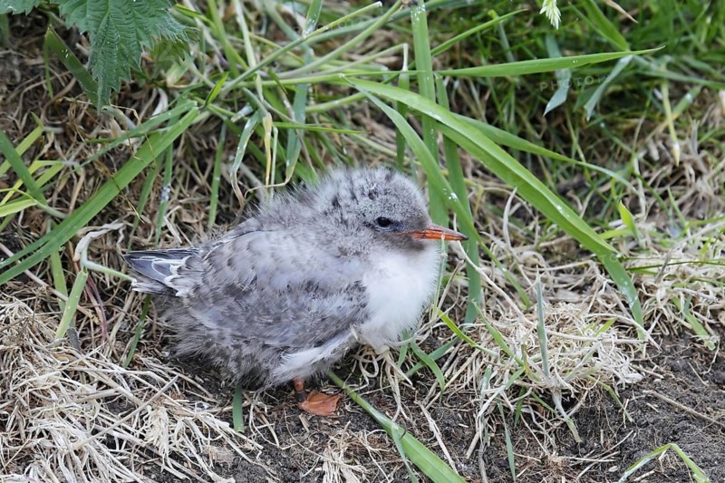 Arctic terns