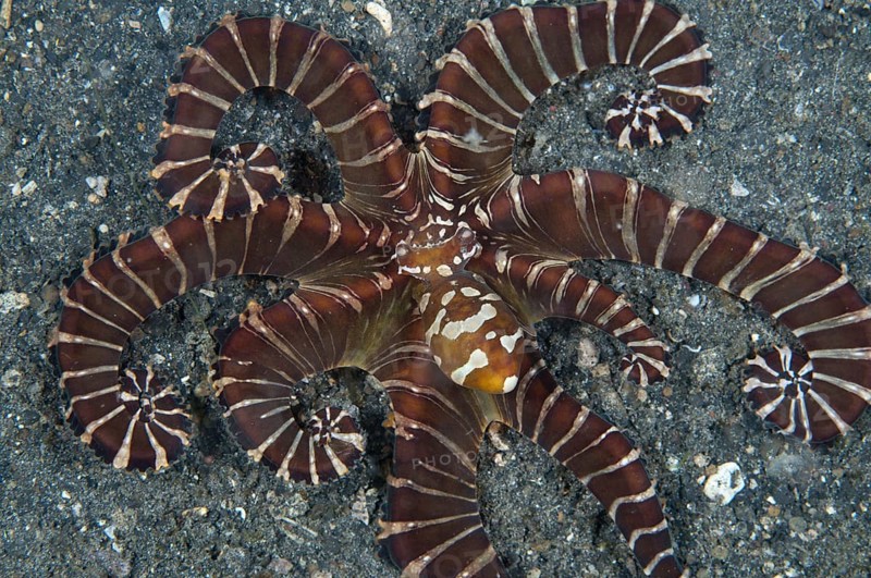 Octopus