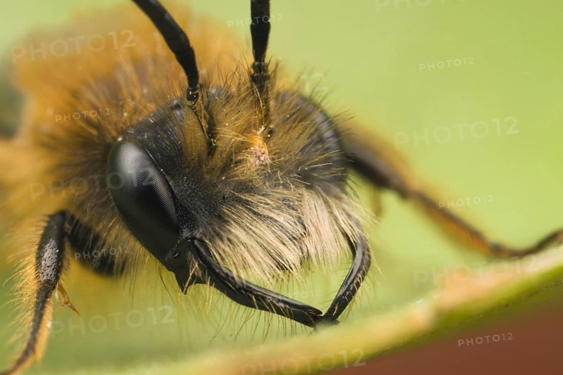 Andrena armata
