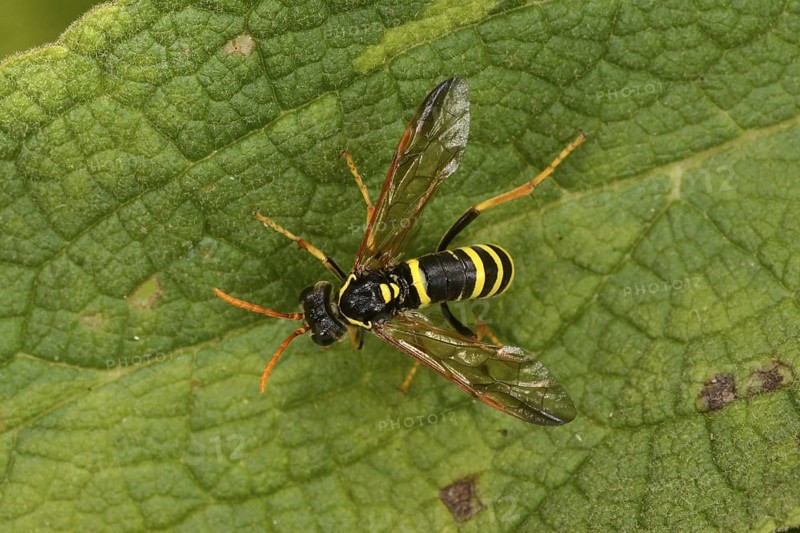 Clay Wasp