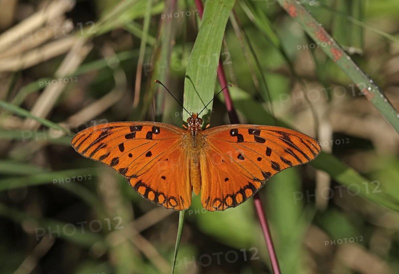 Gulf Fritillary