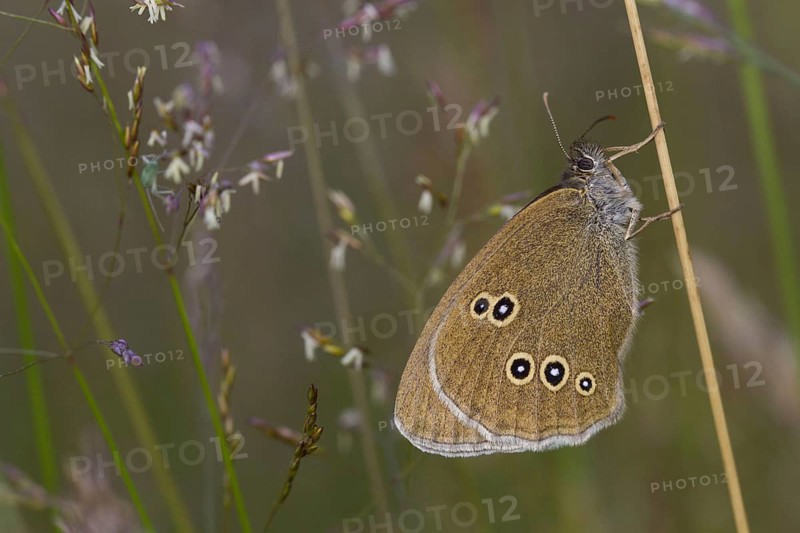 Ringlet