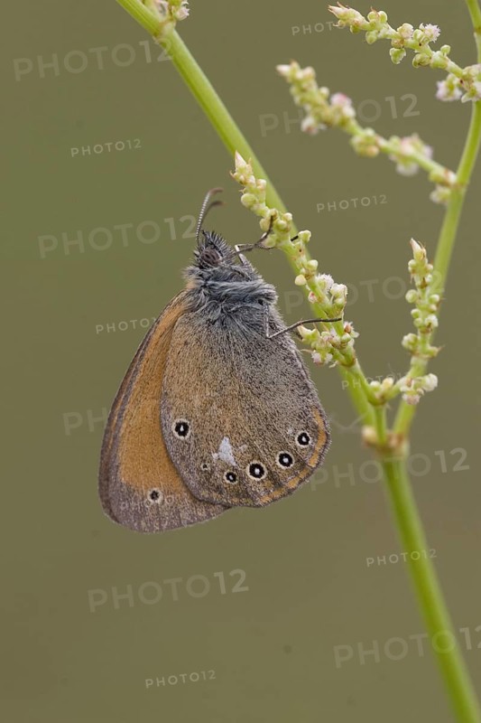 Rusty Brown Meadowbird