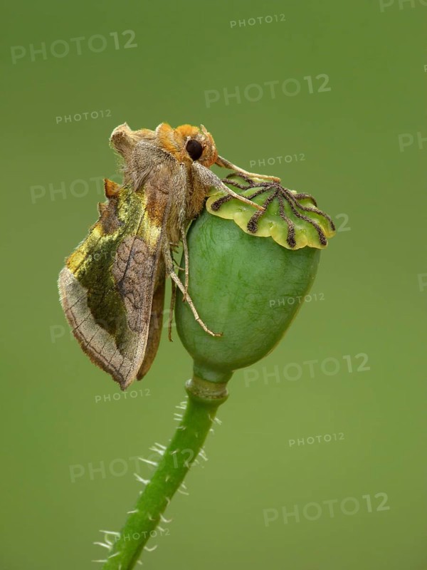 Burnished burnished brass
