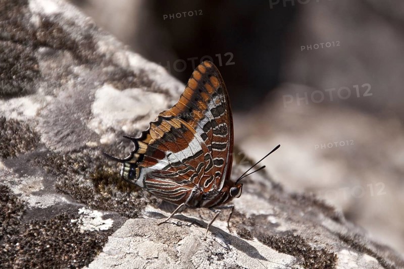 Brush-footed butterfly