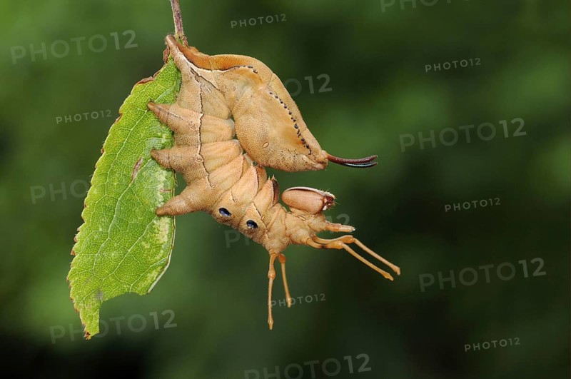 Lobster Moth