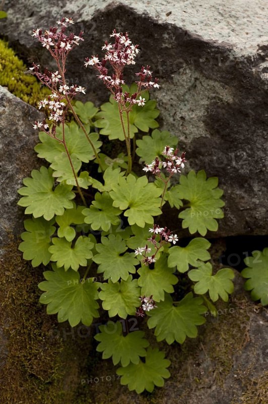 Nelson's Brook Saxifrage