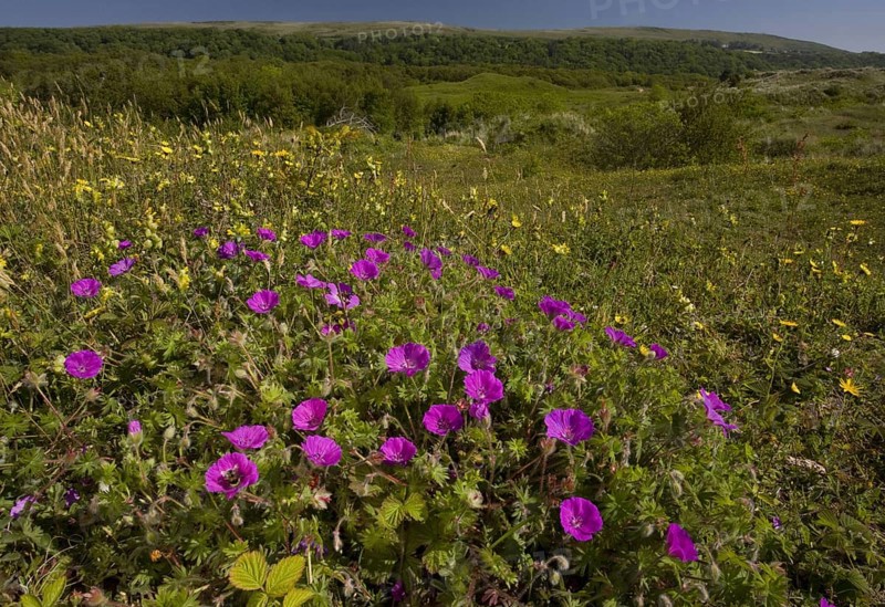 Bloody Cranesbill