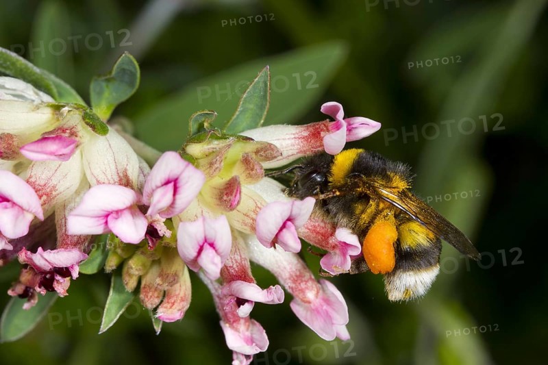 Common White-tailed Bumblebee