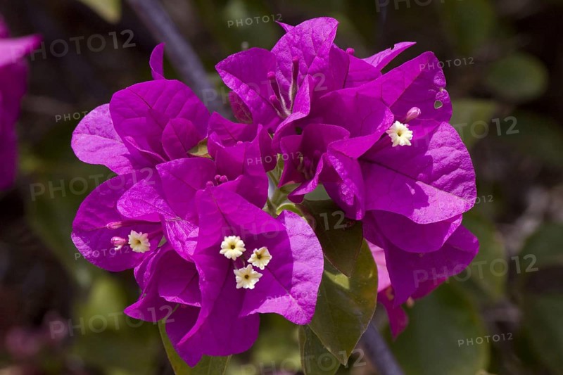 Triple flower