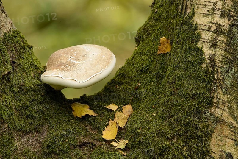 Birch Polypore