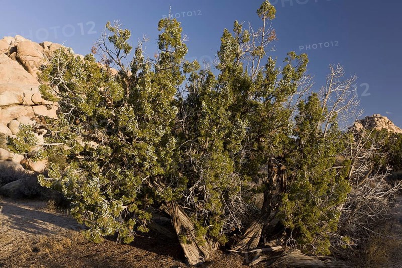 Habit california juniper
