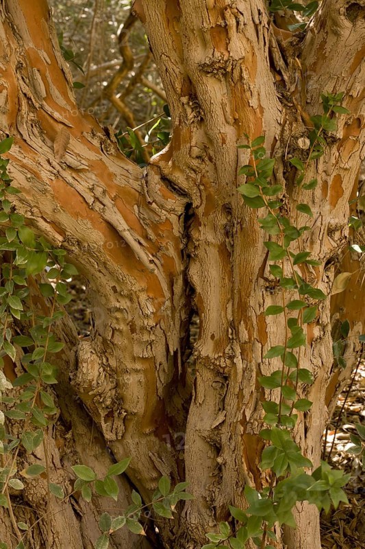 Common Myrtle