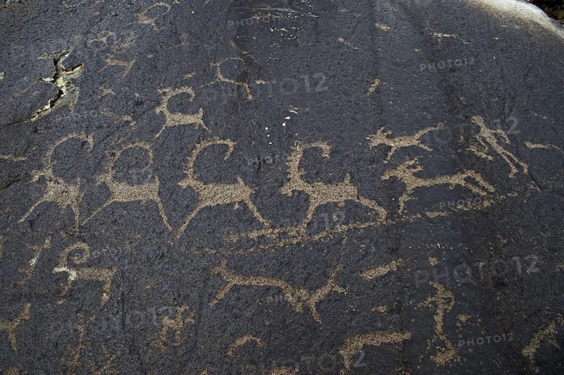 Ancient petroglyphs depicting wolves and humans hunting ibex