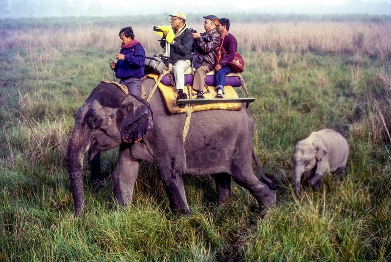Tourists on elephant back at Kaziranga National park
