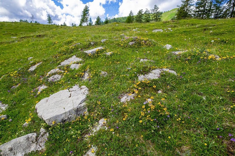 Flower meadow on the Postalm in the Salzkammergut