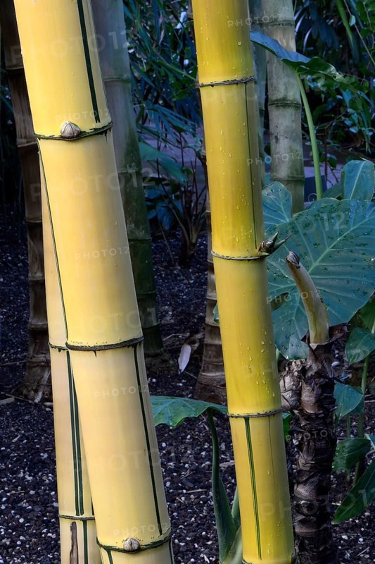 Golden bamboo