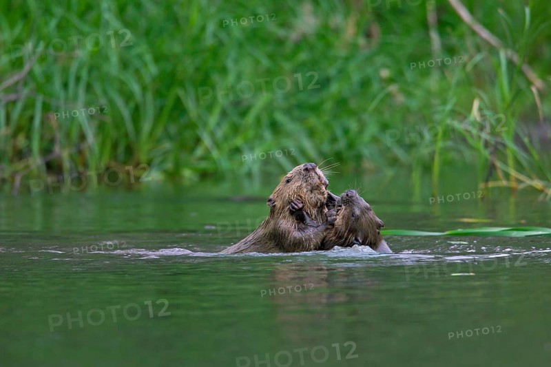 Two Eurasian beavers