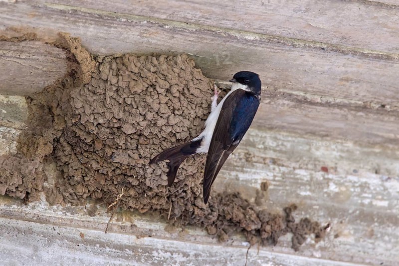 Common house martin