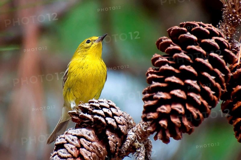 Pine Warbler