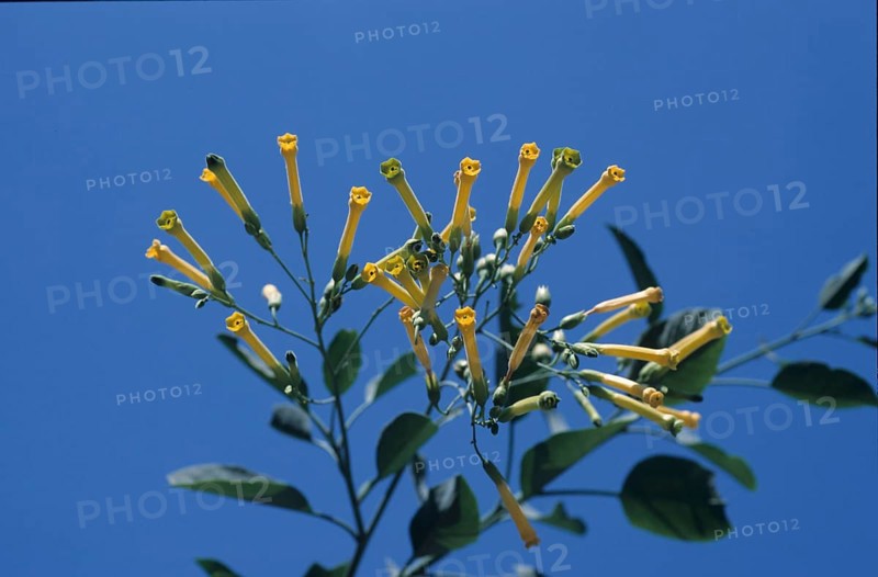 Tree tobacco