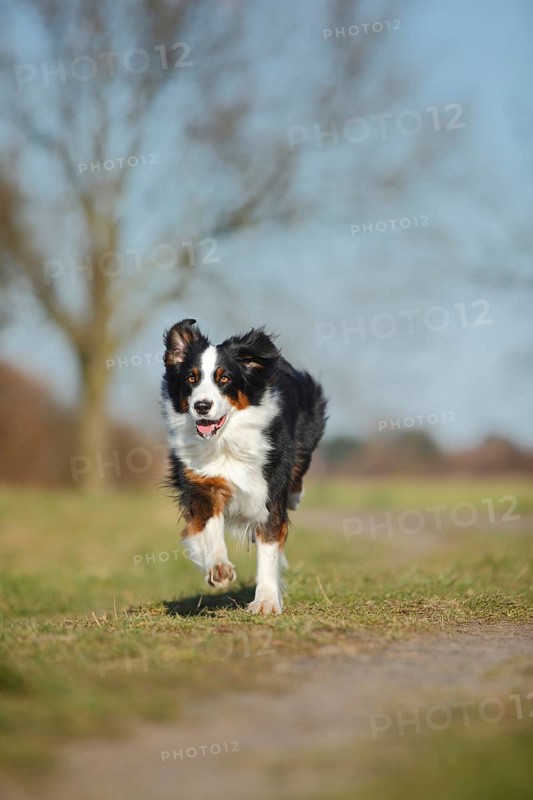 Australian Shepherd
