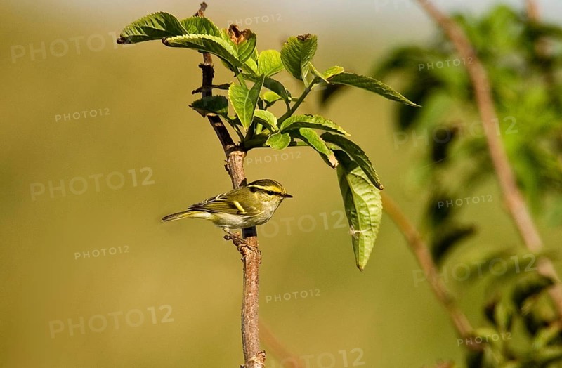 Pallas's Warbler adult