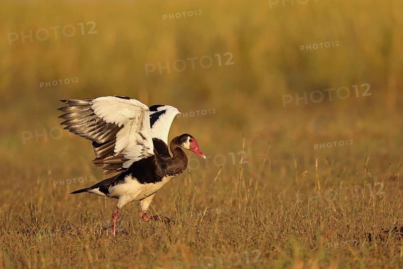 Spur-winged spur-winged goose